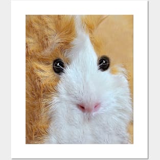 Guinea Pig Face Posters and Art